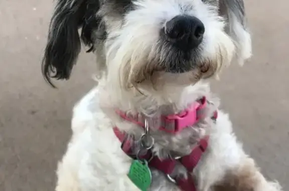 Lost Mini Poodle Mix: Black-Spotted Pup
