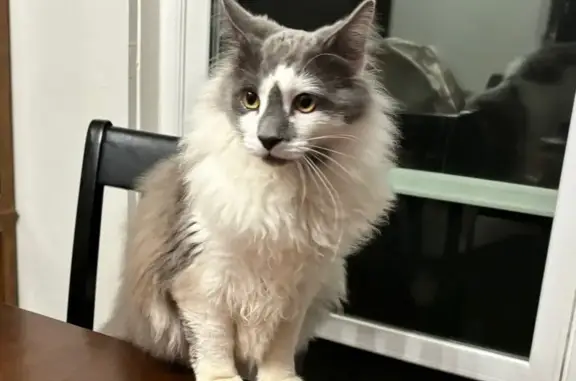 Lost Gray & White Cat in Rocklin Area