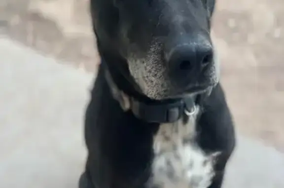 Elder Black Dog Missing in Kayenta, AZ