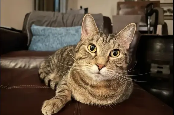 Lost Cat: Friendly, Loud Meower in Beaverton