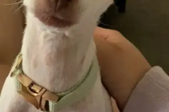 Lost Dog: White with Brown Spots in PHX