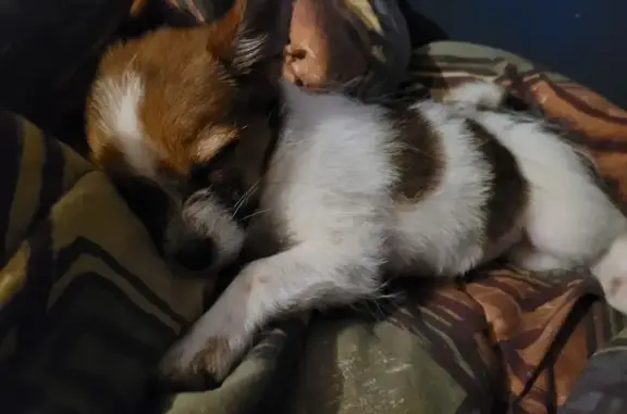Lost Fluffy Dog: White & Brown Spots