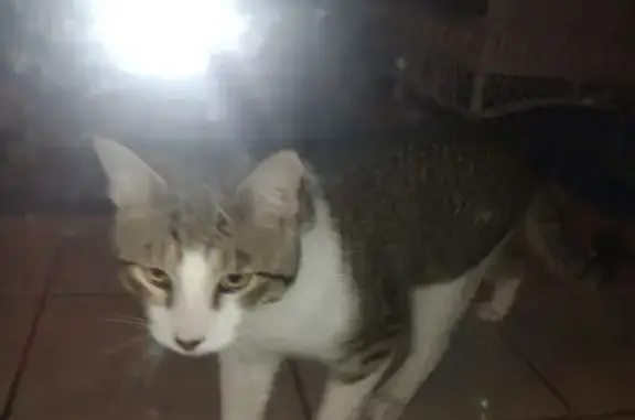 Found: Striped Cat on Triadelp...