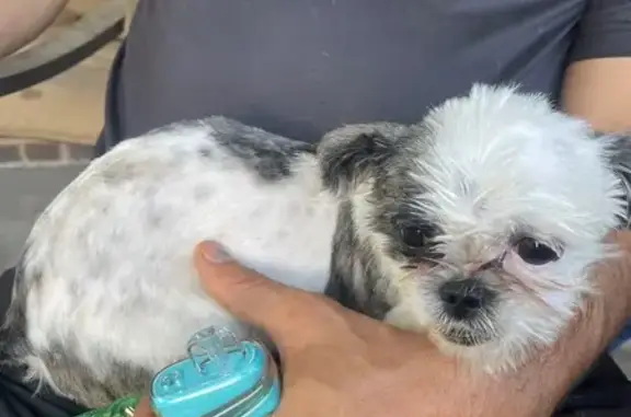 Found: Small Brindle Dog on N Nelson Rd