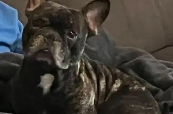 Bouledogue perdu, foncé, tache blanche, Elne - photo