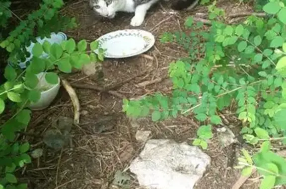 Chatte trouvée rue Xavier Marmier, Besançon - photo