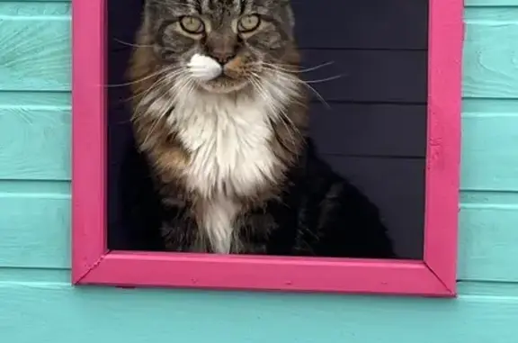 ¡Gato Perdido! Grande y Pelo Largo en Lisboa
