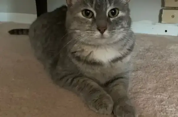 Lost Gray Tabby: Shy, Clipped Ear