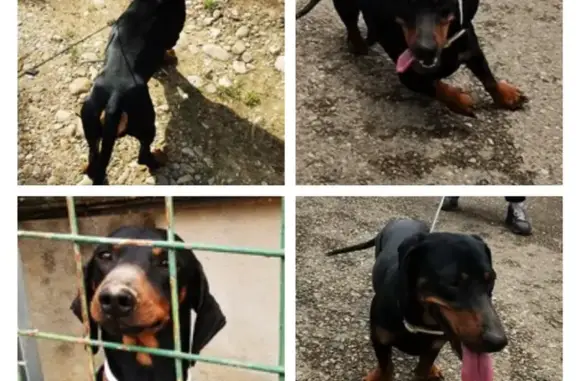Perro Perdido en Zaragoza: Cariñoso y con Chip