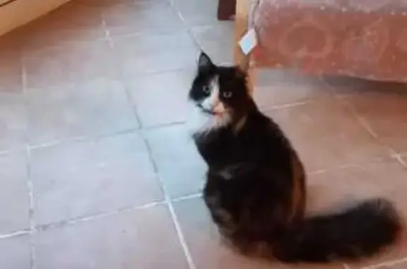 Animaux perdus , photo: Chatte perdue, miaulement fort, Ourouer