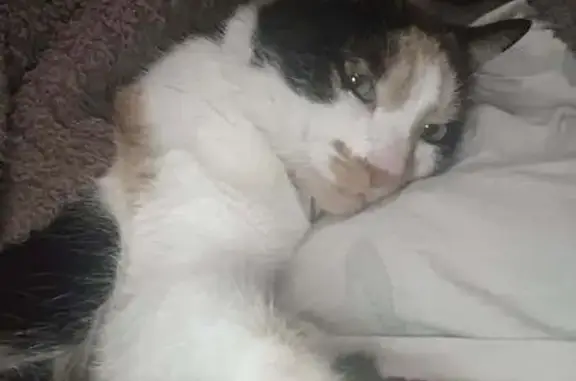 Friendly Calico Cat Lost in Palm Desert