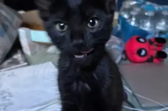 Lost Black Kitten in Plantation Area