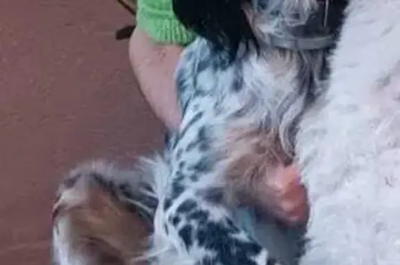 Perro Setter Inglés Perdido en La Elipa
