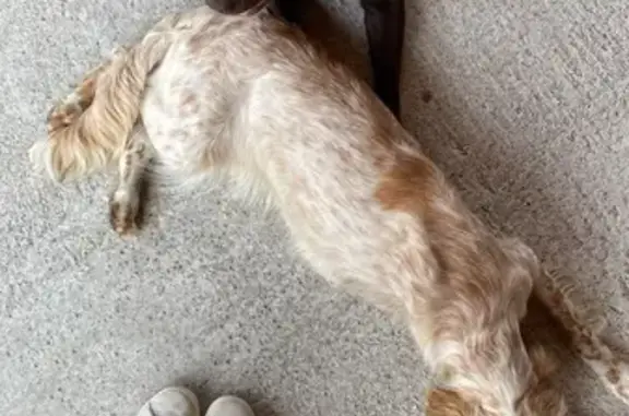 Chien perdu Nouvelle-Aquitaine, photo : Deux chiennes perdues à Orthez