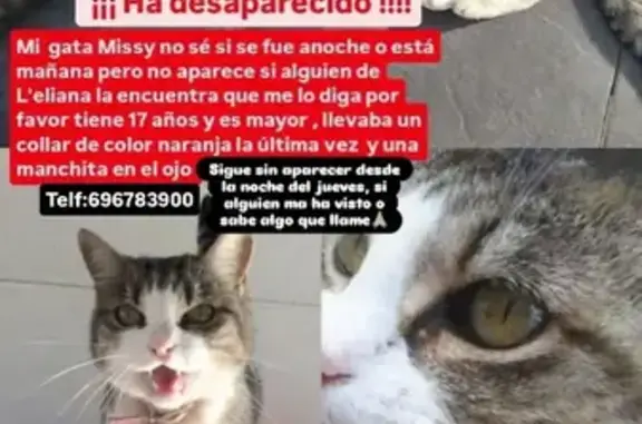Gata Mayor Perdida en Av. Germanías, La Eliana