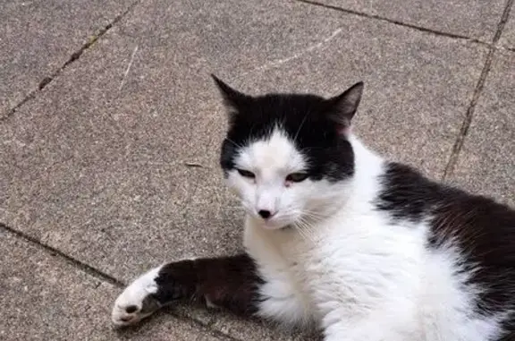 Chat noir et blanc sociable trouvé à Beaufay - photo