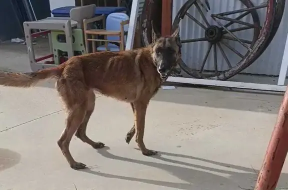 Perra Pastor Belga Malinois Ne...