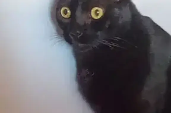 Gato negro perdido en Mijas: 1.5 años, castrado