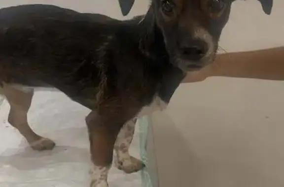 cachorro encontrada