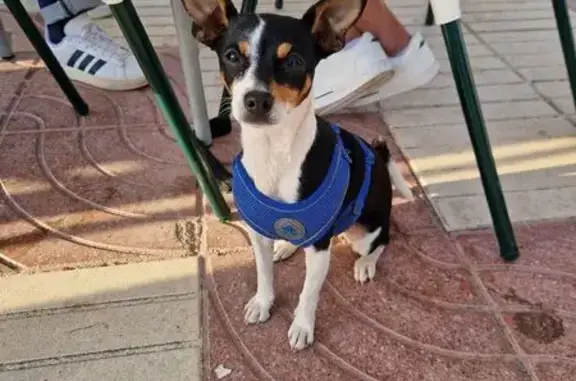 Perro Ratonera Valenciana Perdido en Bétera