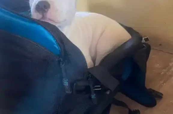 Lost White Puppy: $200 Reward in Dallas