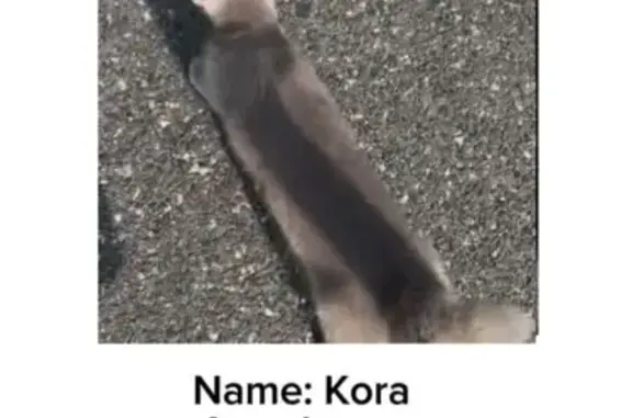 Lost Cat: Gray, Yellow Eyes - Winslow