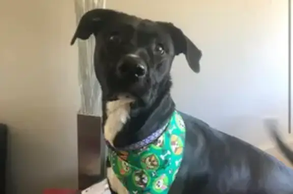Lost Dog: Black with White Socks in Ferguson