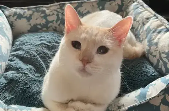 Lost Cat: Blue Eyes, Orange Tail - Silver Creek