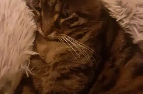 Chat perdu, Barr, photo: Chat perdu : Oggy, sociable et malade