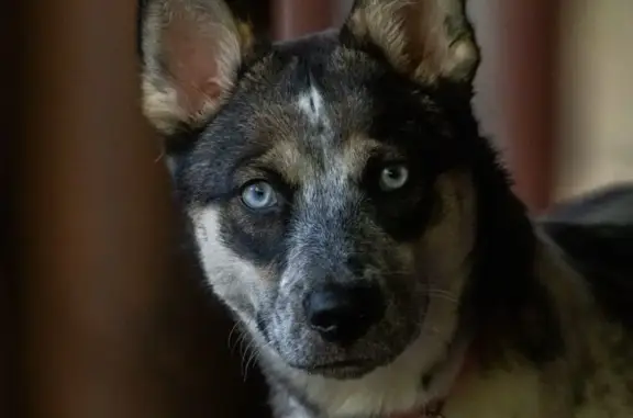 Lost Dog Alert: Piper, Husky/Healer Mix