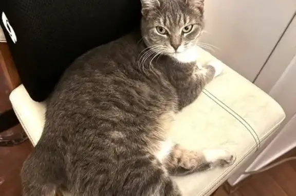 Lost Gray & White Tabby - Van Dam St, NY