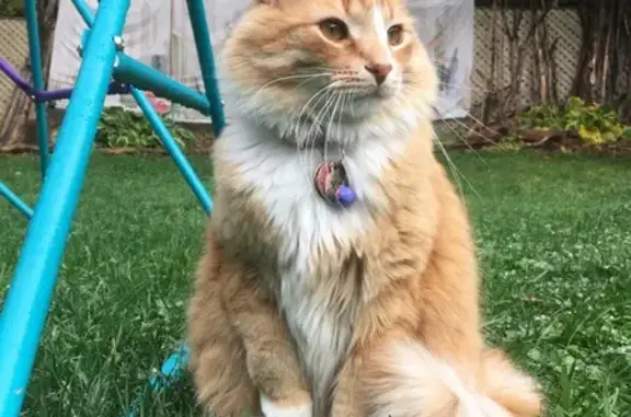 Lost Orange Tabby: Fluffy Tail & White Mane