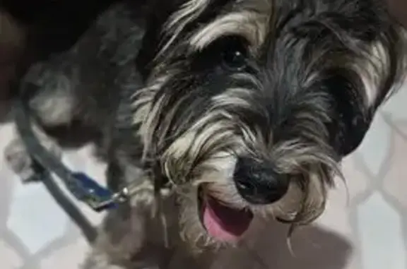 Schnauzer Negra Joven Encontra...