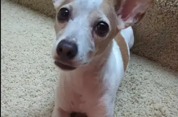 Lost Timid Dog: White/Tan, Huge Ears