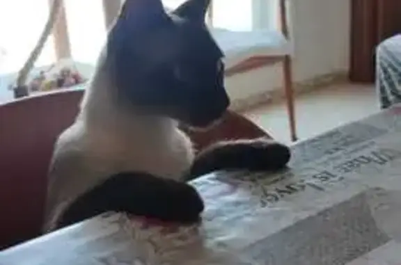 ¡Gato Perdido en Camí del Roquís, Reus!