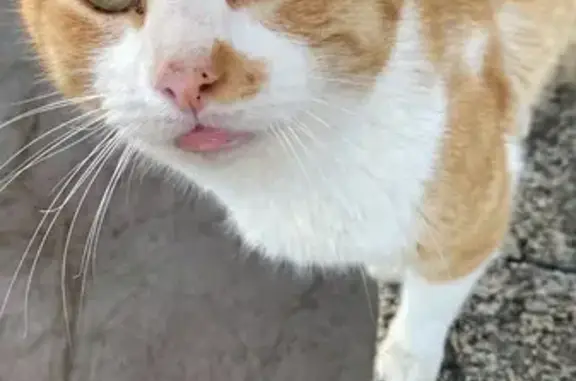 Gatito Amarillo Perdido en CDM...