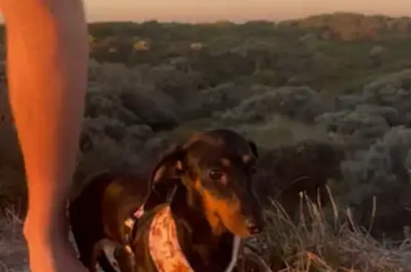 Lost Mini Dachshund in Rockingham, WA