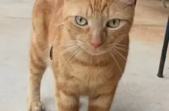 Lost Cat: Ginger with White-Ti...