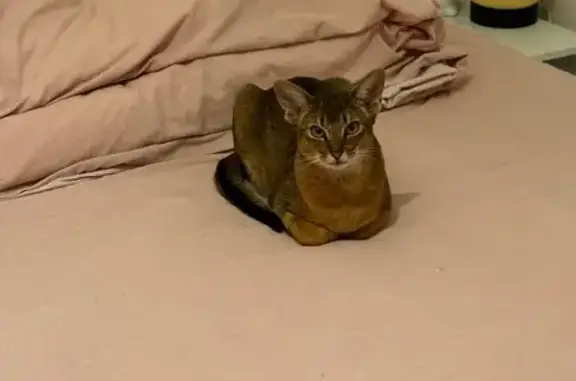 Lost Abyssinian Cat on Corning St, LA