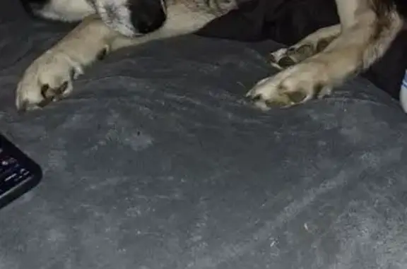 Lost Dog: Blue Harness, Valley Farm Rd