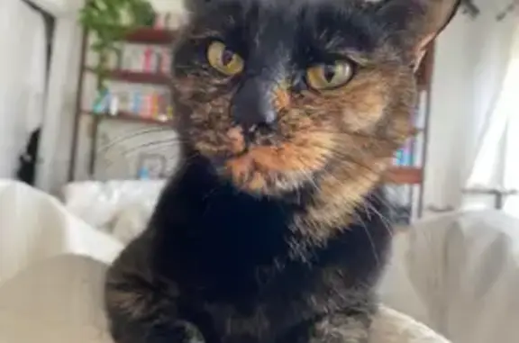 Lost Calico Cat: Spirited Matilda Found?
