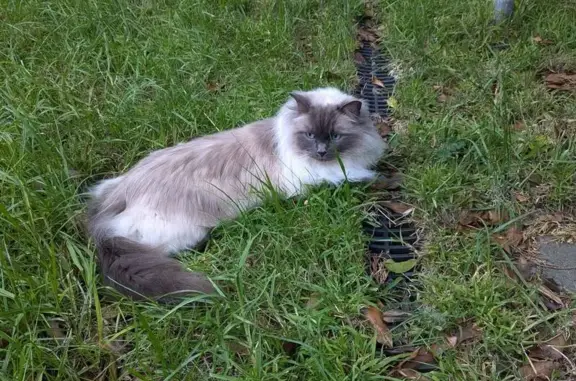 Lost Timid Cat in Melbourne - Help Find Avery!