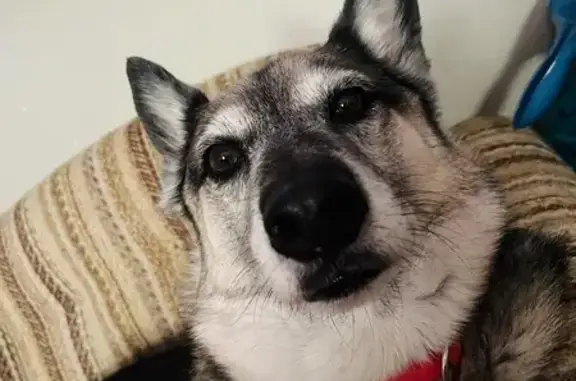 Lost Dog Near Spradling Ave, Fort Smith