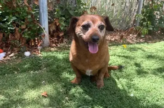 Found: Small Brown Dog on Campbell Ave