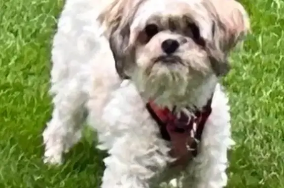 Lost Peekapoo Bella: Shy, Call 802-299-8487