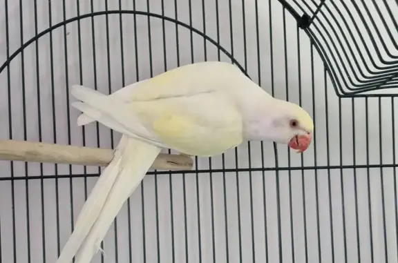 Lost Creamino Ringneck on Sout...