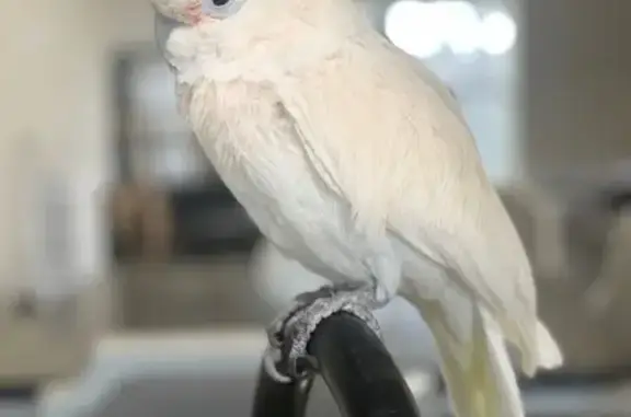Lost Bird: White Feathers in Olathe