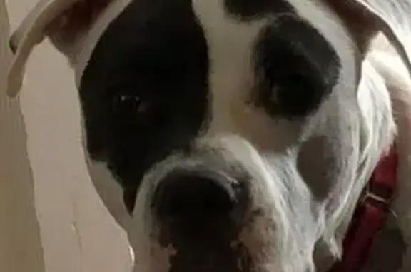 Lost Dog: Large, Goofy, White & Black