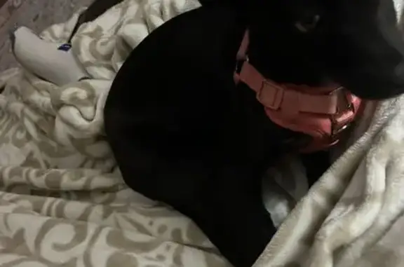 Lost Dog: Black with Pink Collar