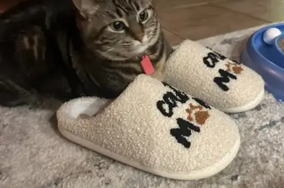 Lost Tabby Cat: Chubby & Shy, Archbald